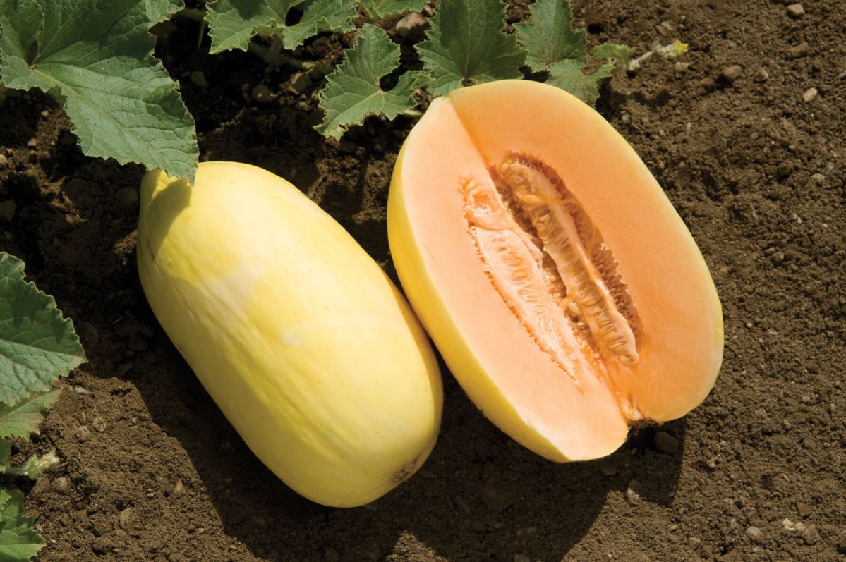 Lilly – Melon Seed